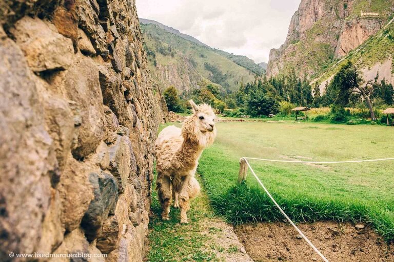 viaje-cusco-ollantaytambo-peru-fotografo-lised-marquez-4166.jpg